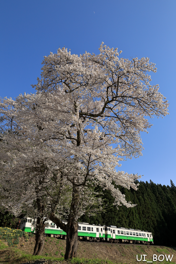 春想う