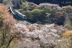 矢祭山でさくら(独唱)