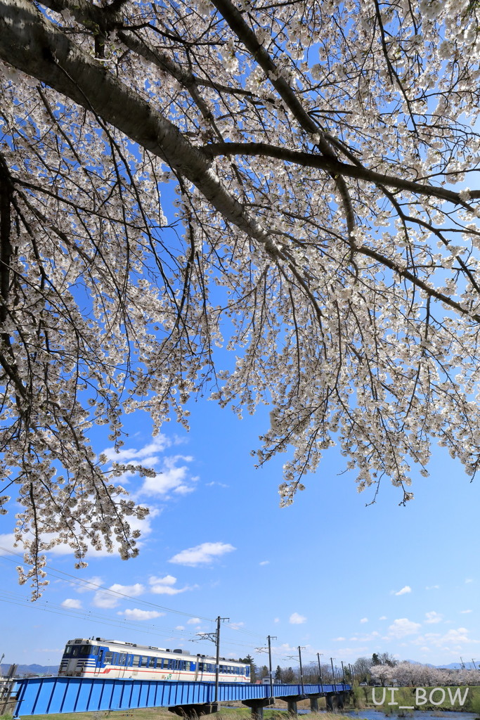 透過光の桜