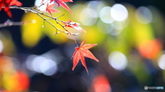晩秋の陽光