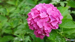 雨上がりの紫陽花（２）