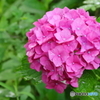 雨上がりの紫陽花（２）