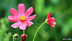 濡れた花も