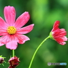 濡れた花も