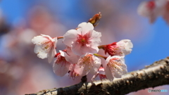 早咲きの桜（２）