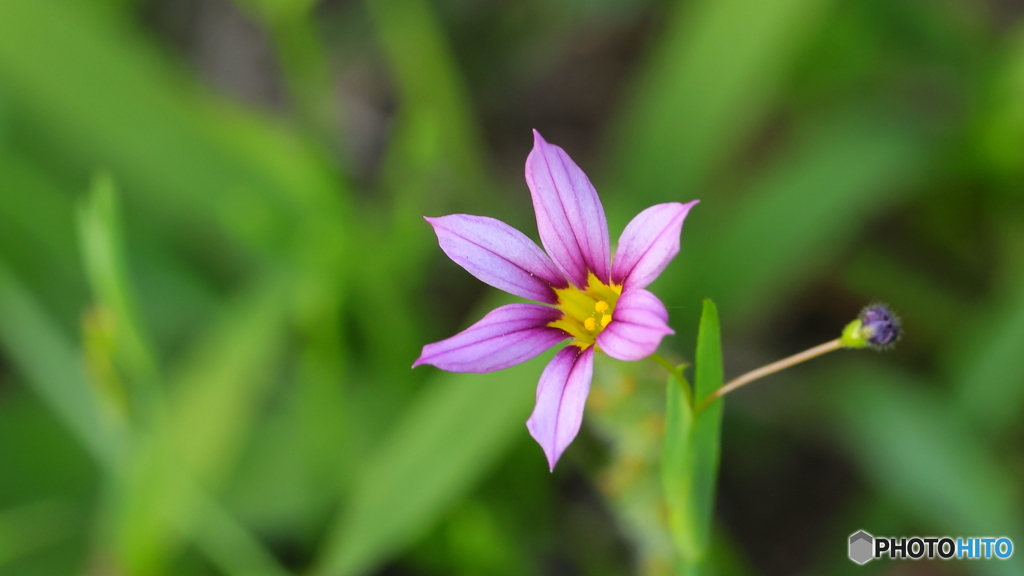 小さな花シリーズは続く