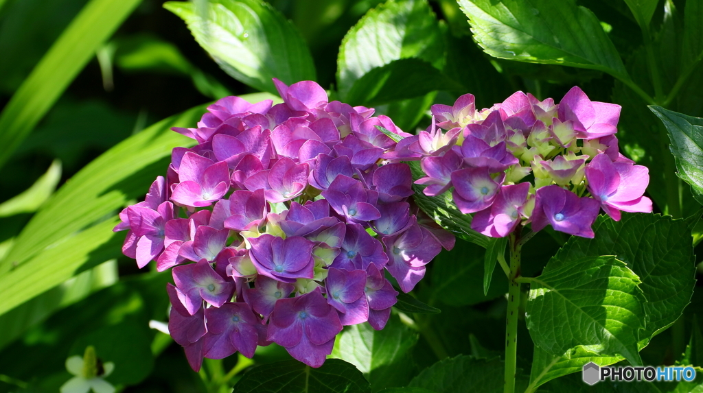 紫陽花その２