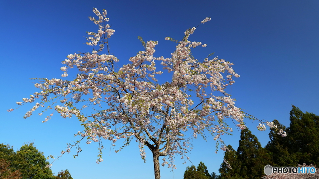 桜ラスト