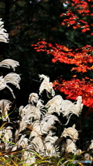 ススキと紅葉