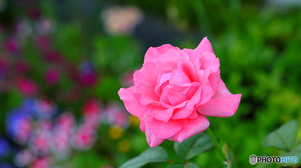 やはり花撮影は難し；