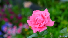 やはり花撮影は難し；