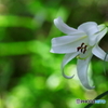ササユリ開花（２）