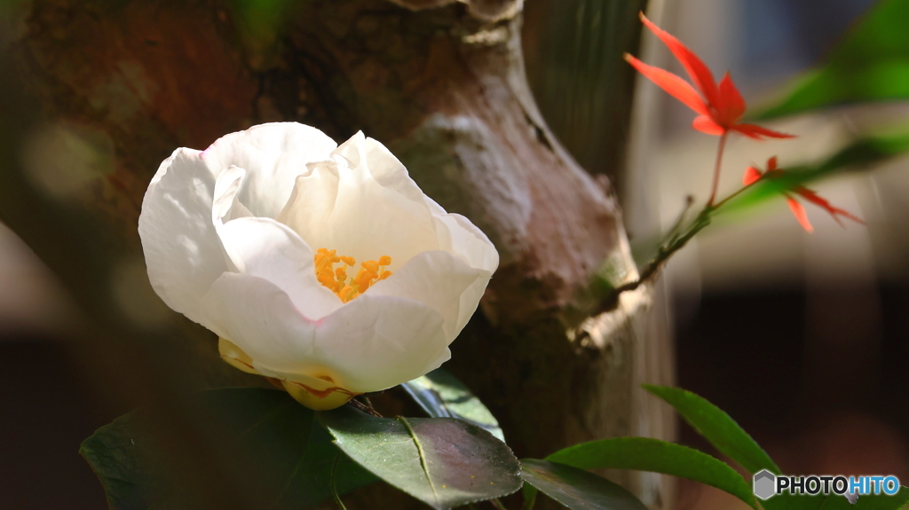 サザンカ咲いた