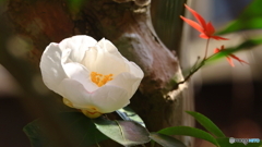 サザンカ咲いた