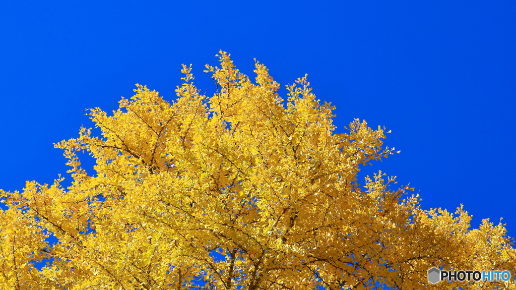 フィルター要らず