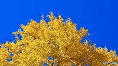 フィルター要らず