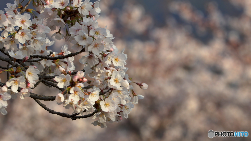 桜定番撮影地にて（２）