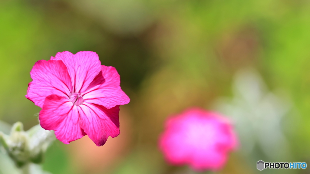 被写体はいくらでも