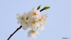 桜咲く（３）