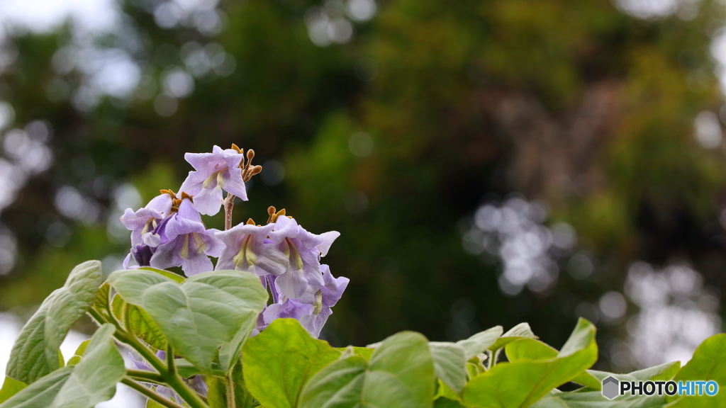 桐の花咲く