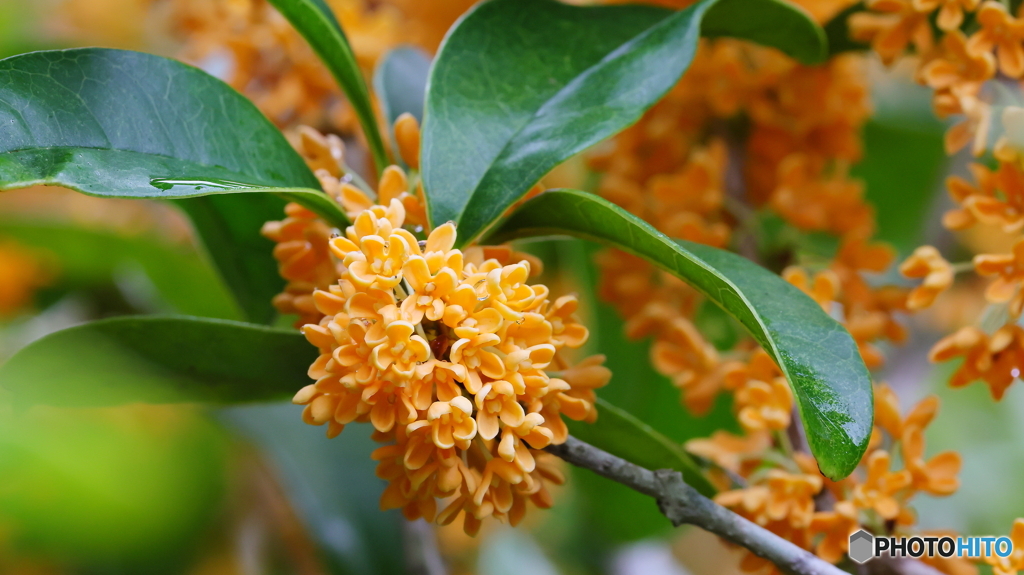 たくさん咲いた