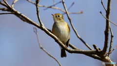 久し振りの野鳥撮影