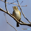 久し振りの野鳥撮影