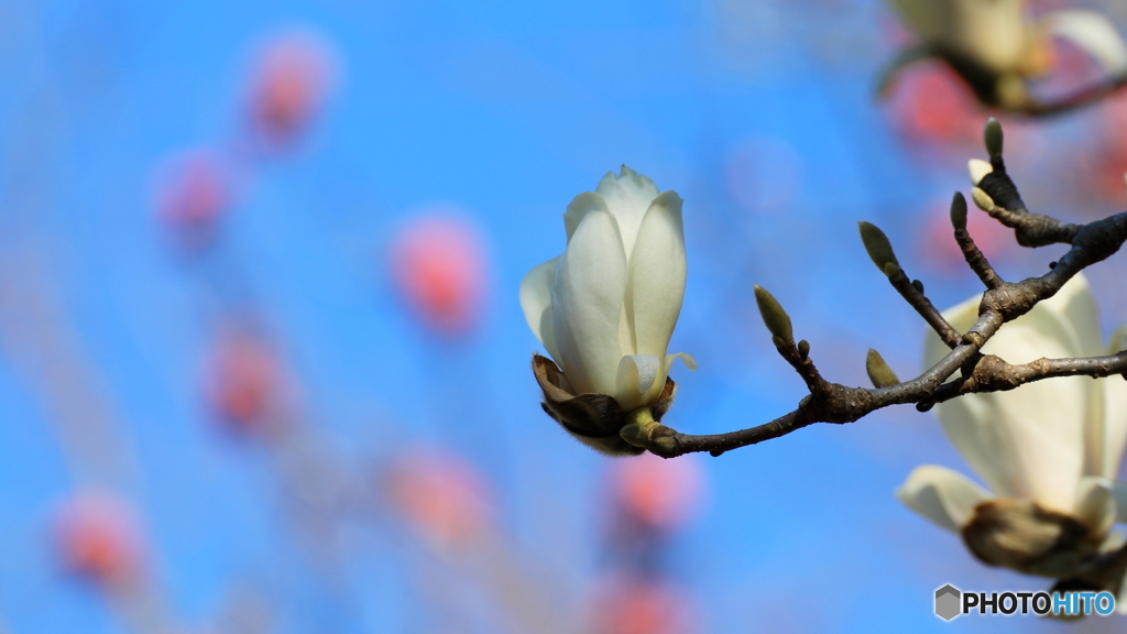 開花中