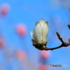 開花中