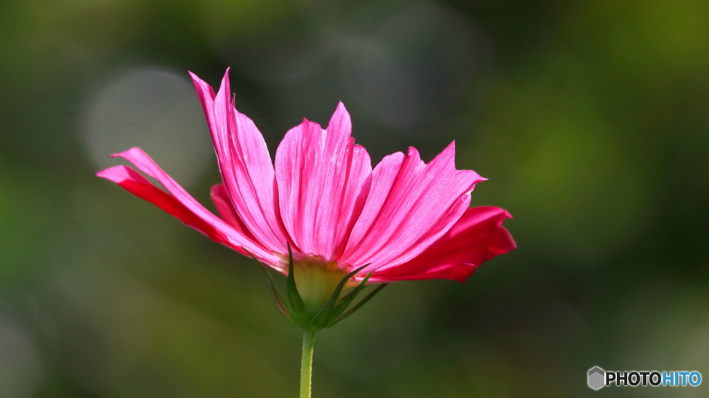 開花するも