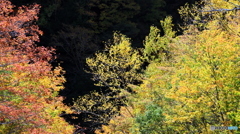 野麦峠続編