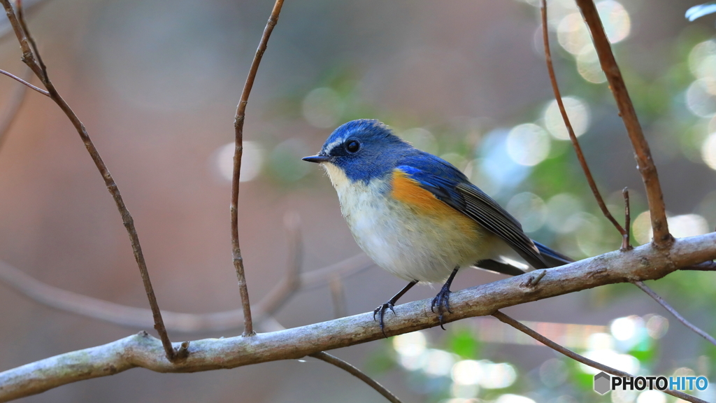 一度だけのお出まし