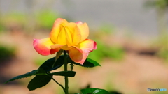 背景はアレだけど；