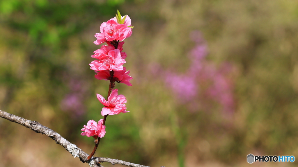 桃の花咲く
