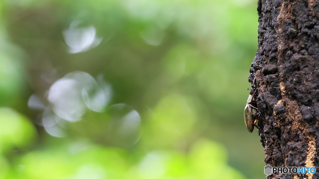 夏休みはクワガタでした