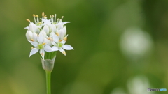 小さな花シリーズ