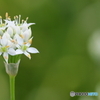 小さな花シリーズ