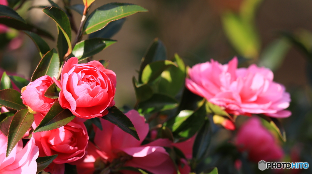 山茶花