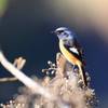今季初冬鳥撮り