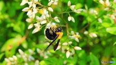 花粉を飛ばして
