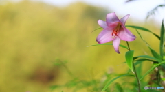 今朝も