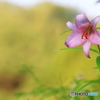 今朝も
