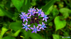 さらに開花