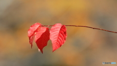 紅葉ラスト