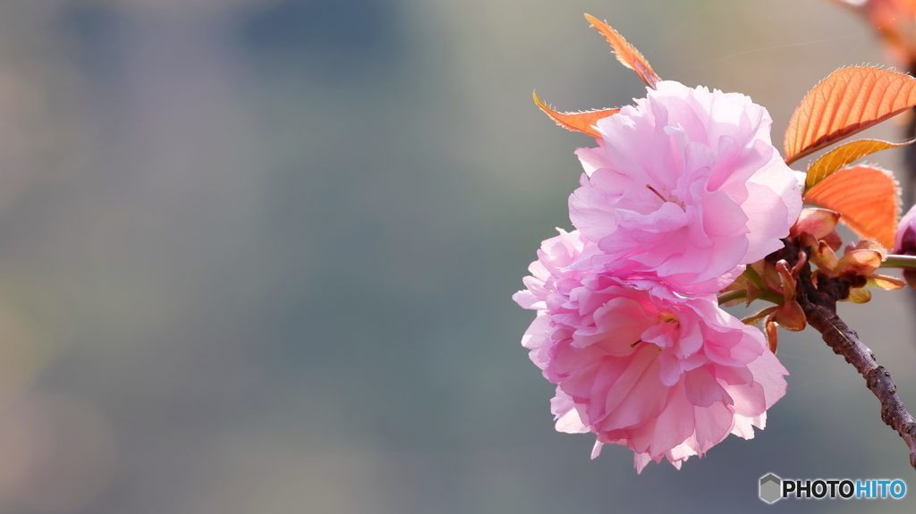 開花時期が