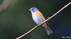 幸せの青い鳥今季初撮影