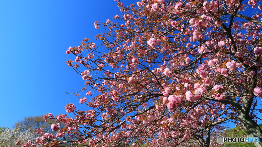 八重桜咲く