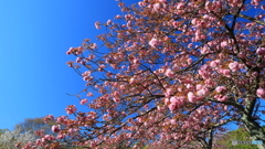 八重桜咲く