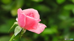 今朝開花