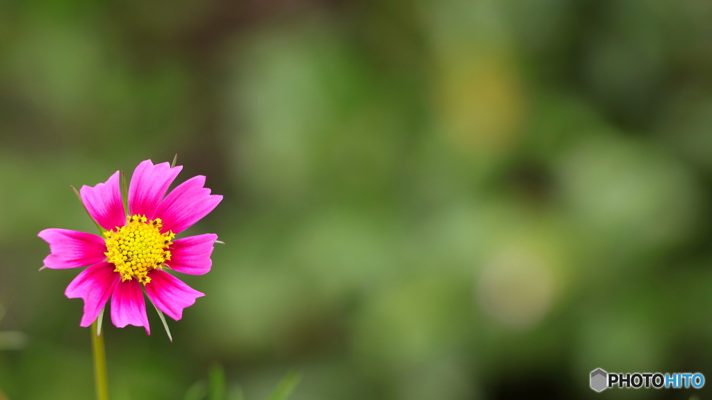 花びらが短い；
